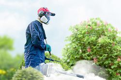 Обработка сада от паразитов - необходимые меры и их регулярность  в Тольятти